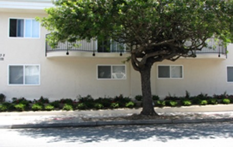 A tree in front of the Aparicio Apartments 