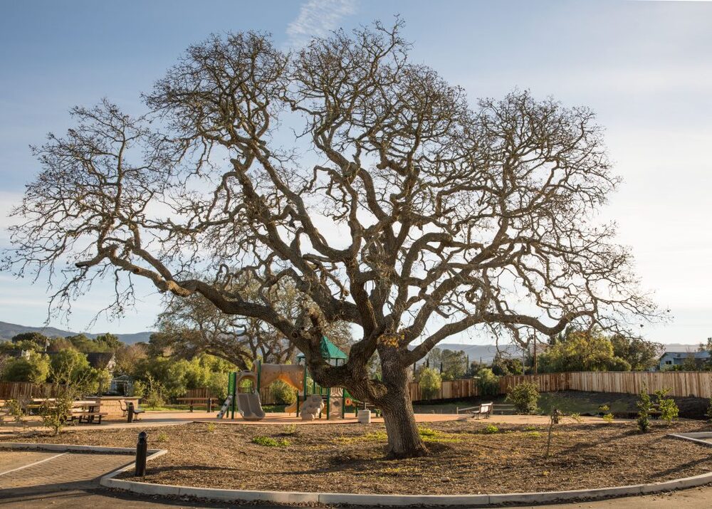 A large tree, sits in front the playground at The Golden Inn and Village apartments. 